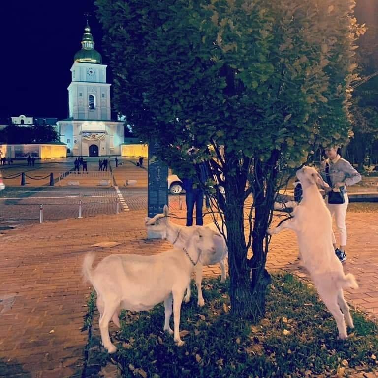 В центре Киева были замечены голодные козы. ВИДЕО