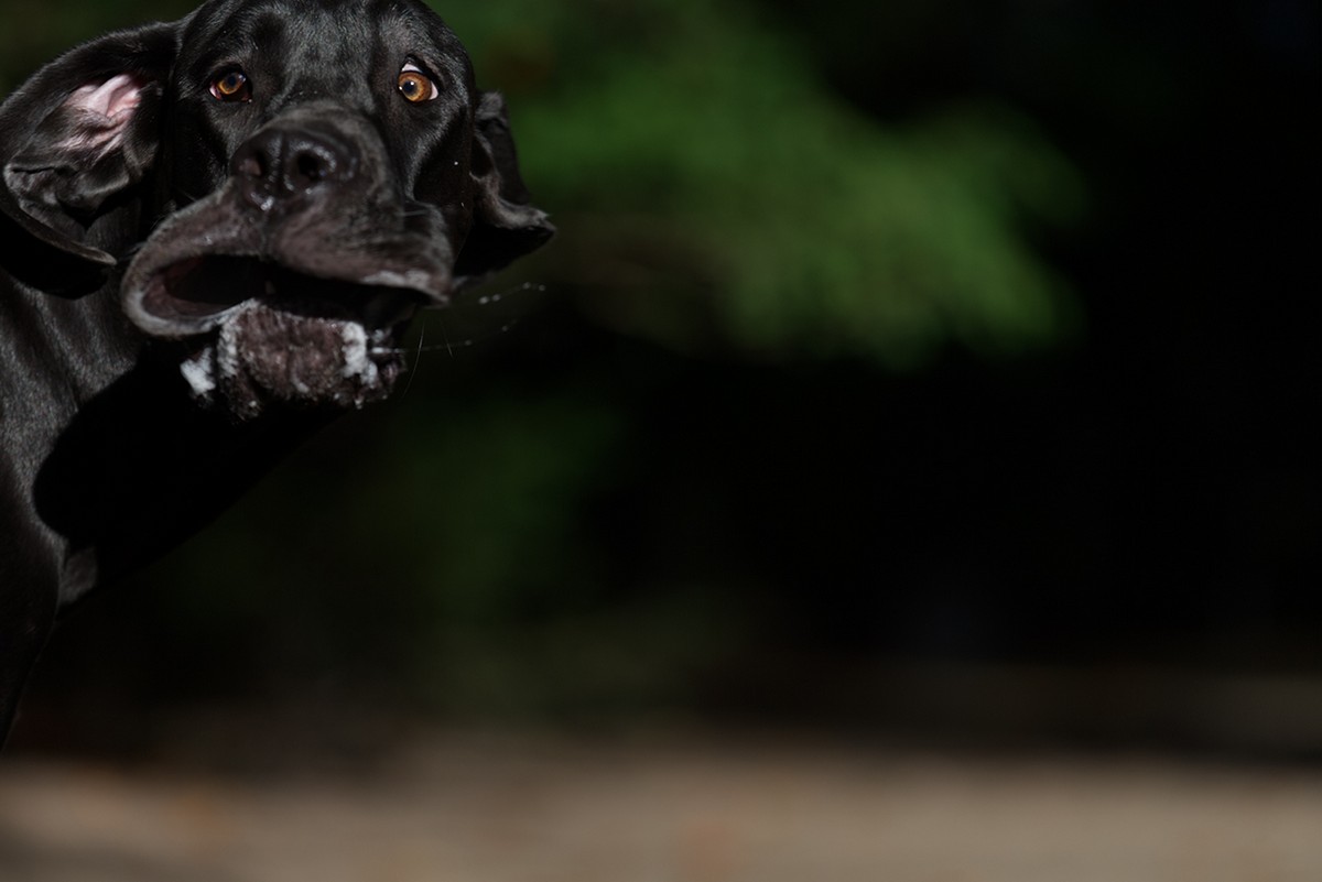 Финалисты фотоконкурса домашних животных Comedy Pet Photography Awards 2020