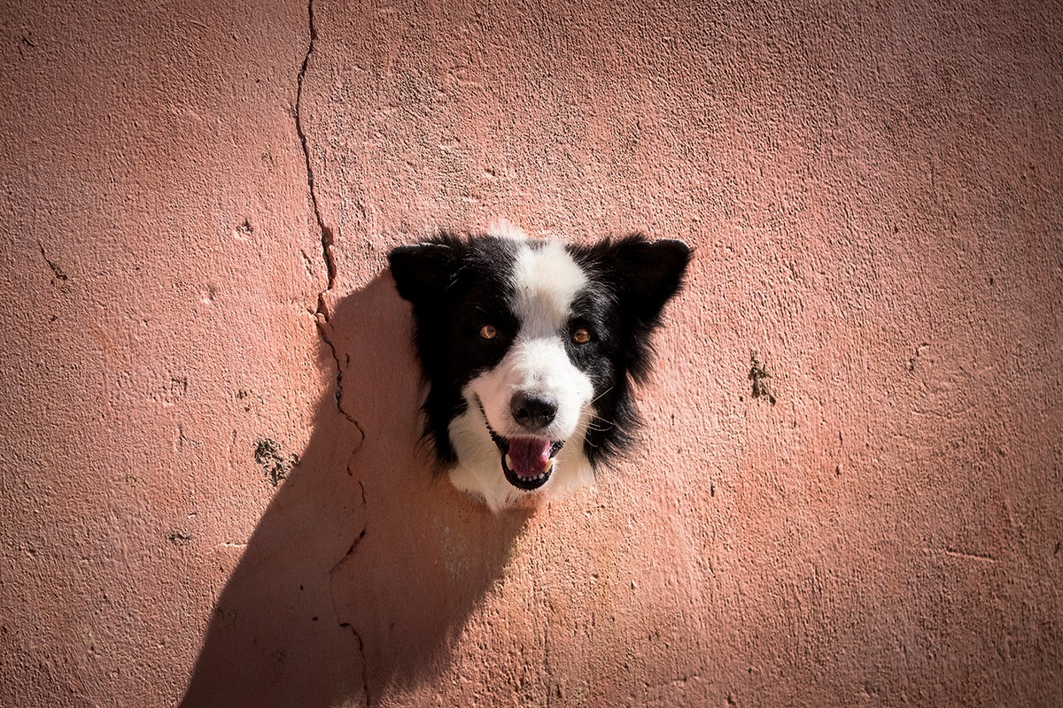 Финалисты фотоконкурса домашних животных Comedy Pet Photography Awards 2020