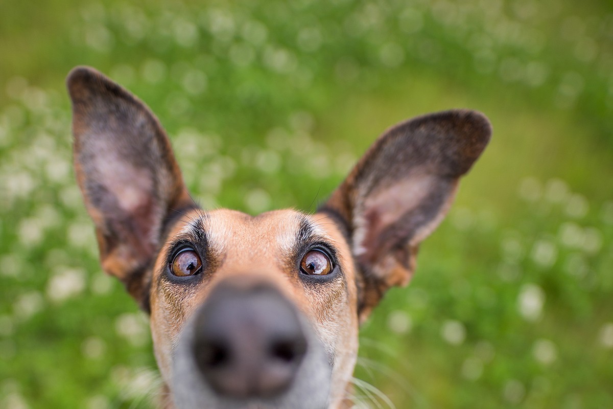 Финалисты фотоконкурса домашних животных Comedy Pet Photography Awards 2020