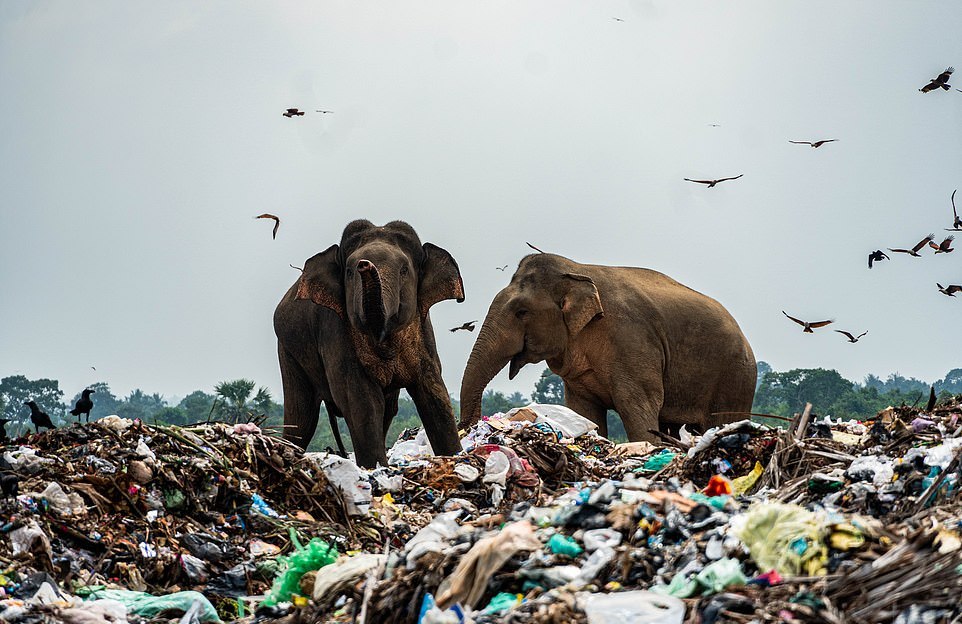 Стадо слонов ело мусор на свалке в Шри-Ланке