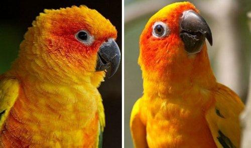 Забавные животные до и после того, как их похвалили (ФОТО)