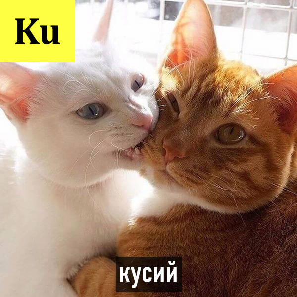 «Кусий, драний, какий»: Периодическая система кото-элементов рассмешила Сеть. ФОТО