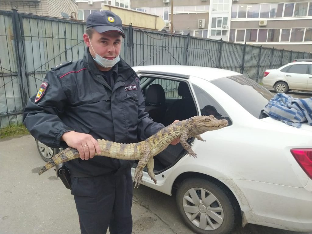 «Гоше холодно»: в России мужчина принес в отделение полиции живого крокодила. ФОТО