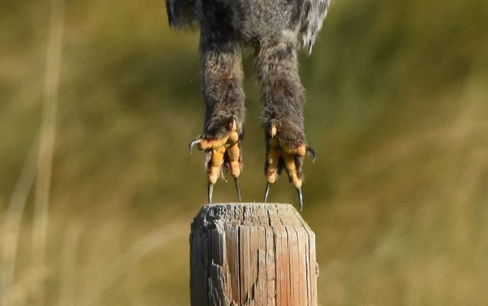 Неудачные фотографии животных, которые не так уж и плохи