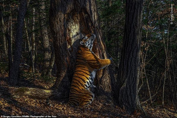 Кейт Миддлтон представила лучшие снимки дикой природы 2020 года. Фото
