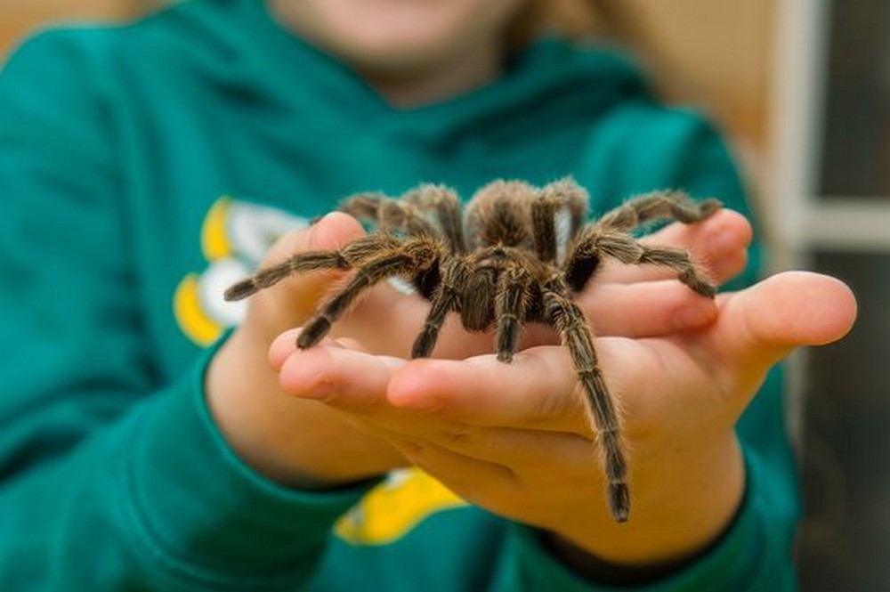 Восьмилетняя девочка из Великобритании делит комнату с полусотней тарантулов