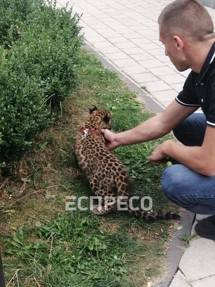 В одном из ЖК Ивано-Франковска дома держат леопарда как домашнего питомца. ФОТО
