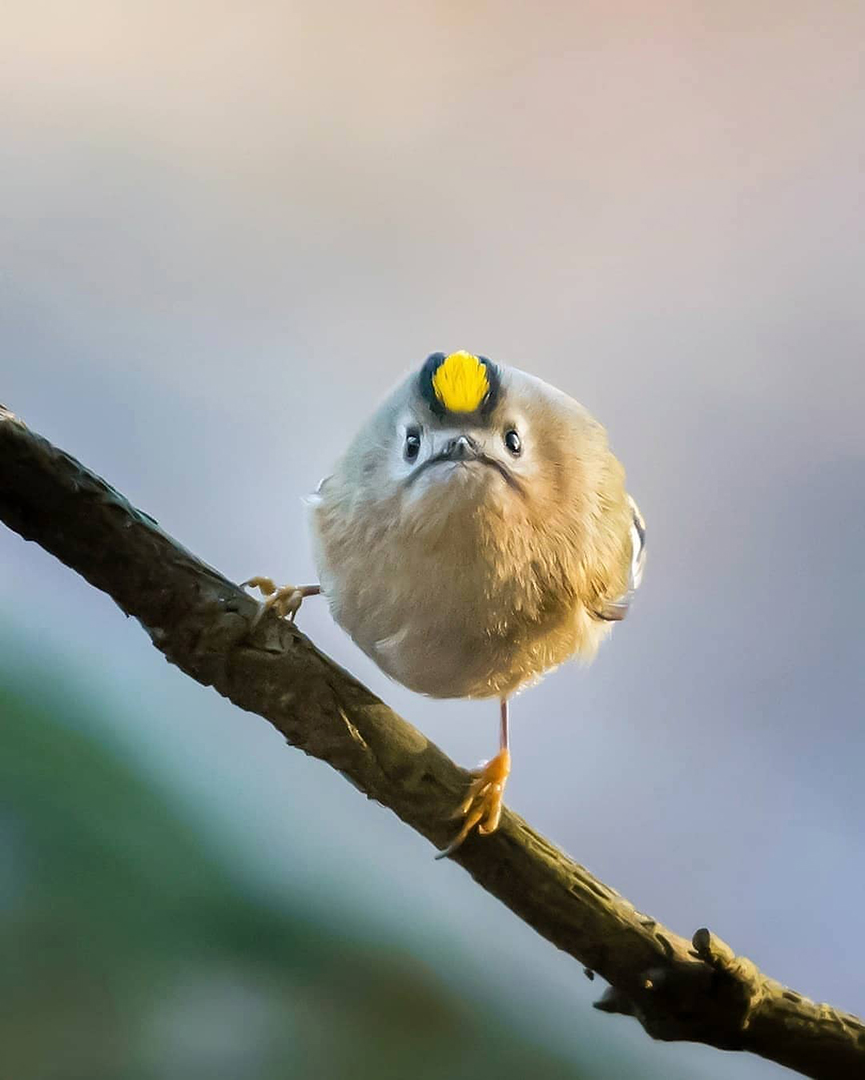 Фотограф показал эмоциональные снимки диких животных. ФОТО