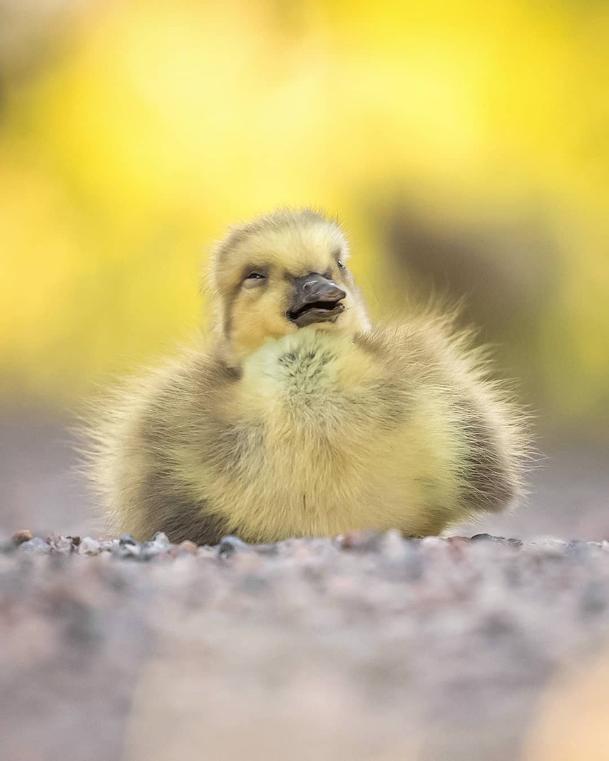 Фотограф показал эмоциональные снимки диких животных. ФОТО