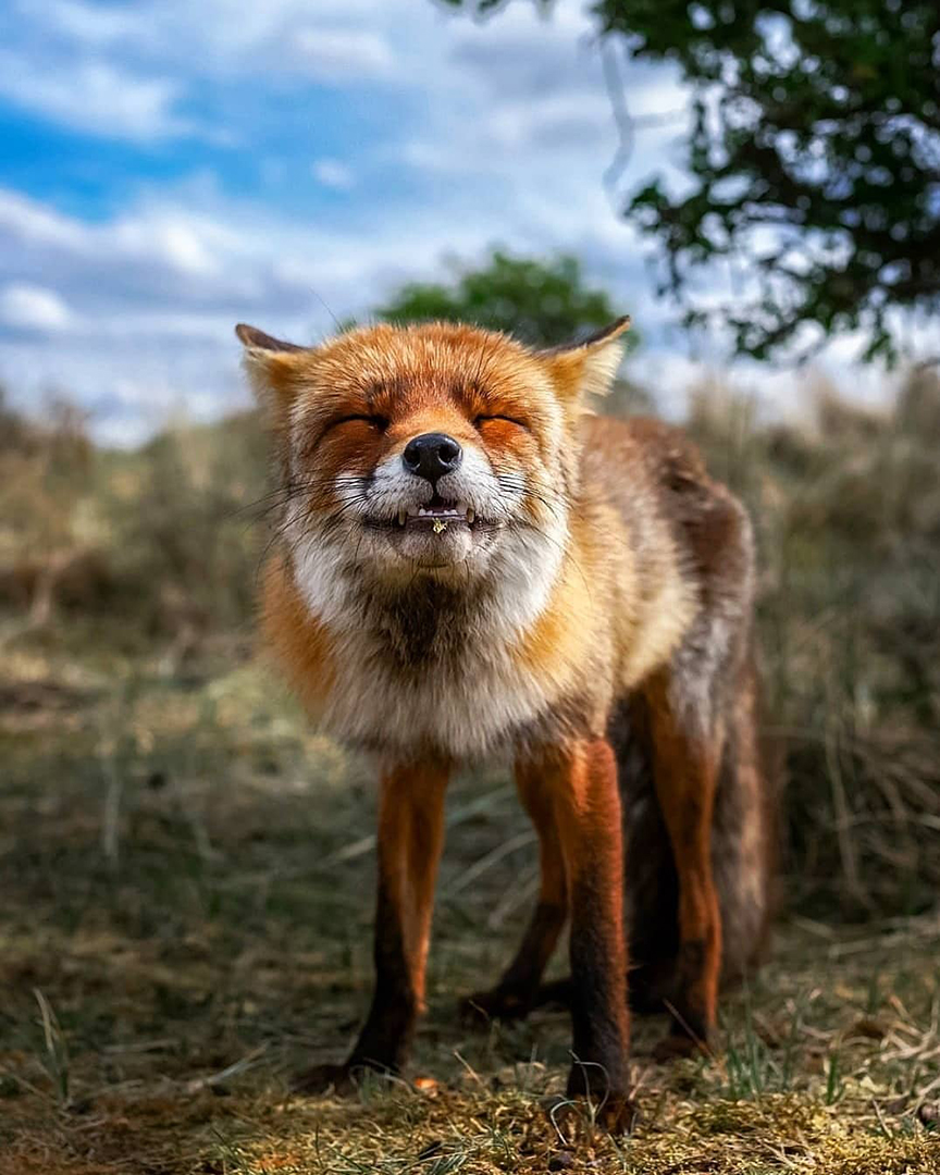 Фотограф показал эмоциональные снимки диких животных. ФОТО