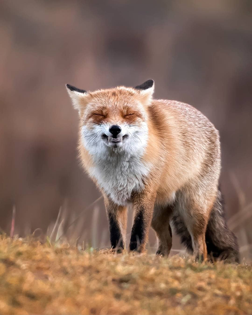 Фотограф показал эмоциональные снимки диких животных. ФОТО