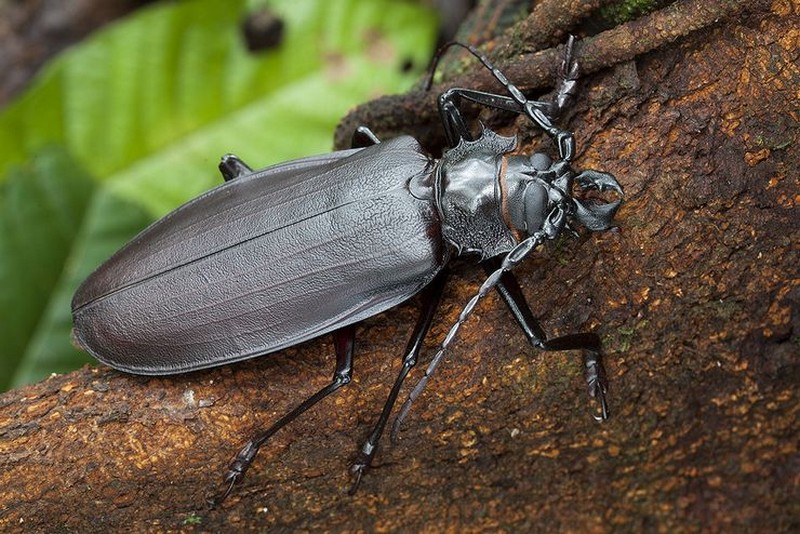 Самые большие среди насекомые в мире