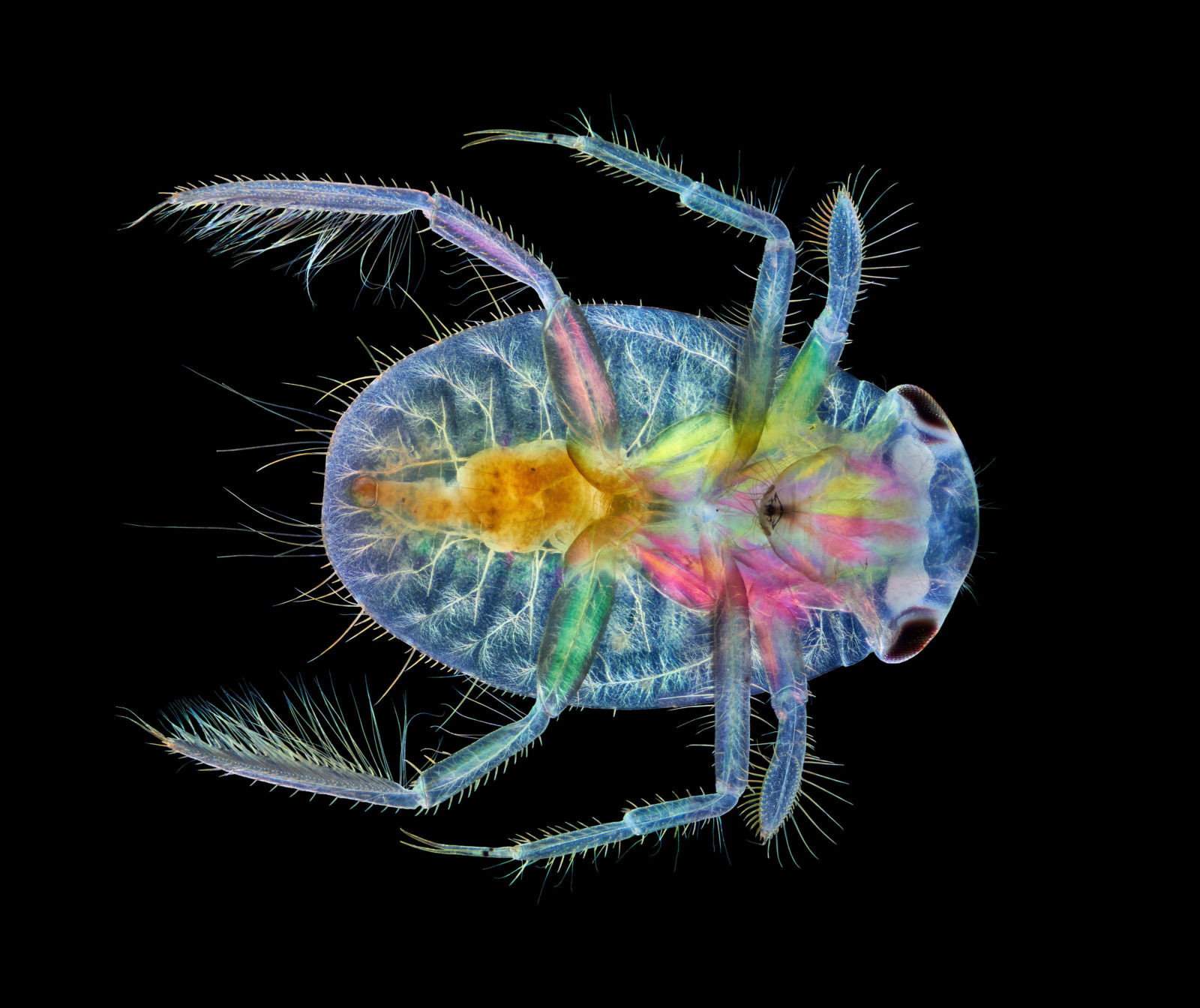 Победители конкурса микрофотографий Nikon Small World 2020