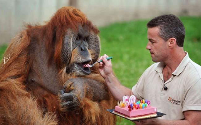 20 животных, которые празднуют свой День Рождения круче, чем ты (ФОТО)
