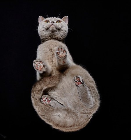 Взгляд снизу: чудесные фотографии кошек с необычного ракурса. ФОТО
