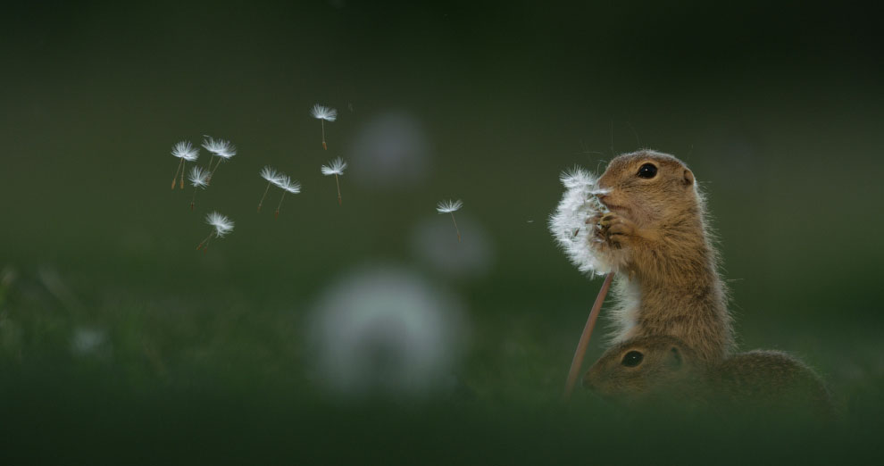 Фотоконкурс Siena International Photo Awards 2020