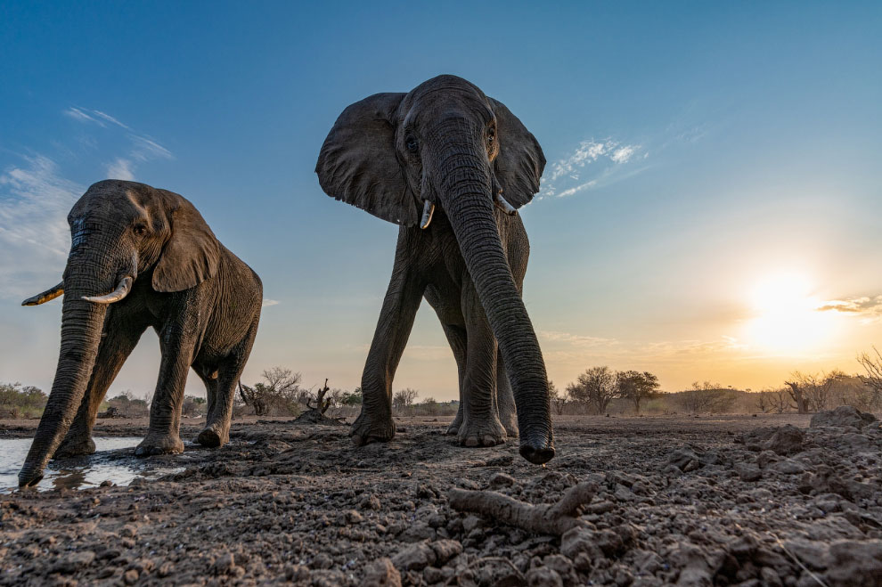 Фотоконкурс Siena International Photo Awards 2020