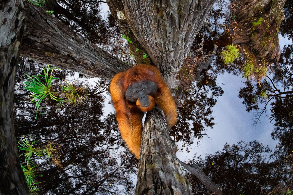 Фотоконкурс Siena International Photo Awards 2020