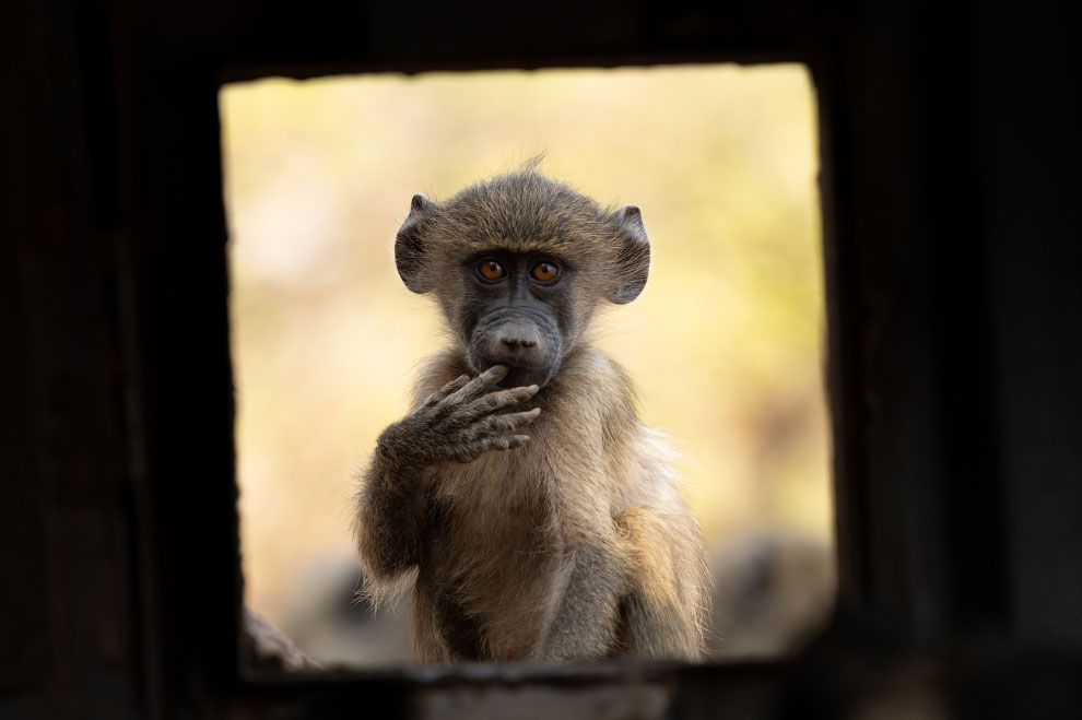 Фотоконкурс Siena International Photo Awards 2020