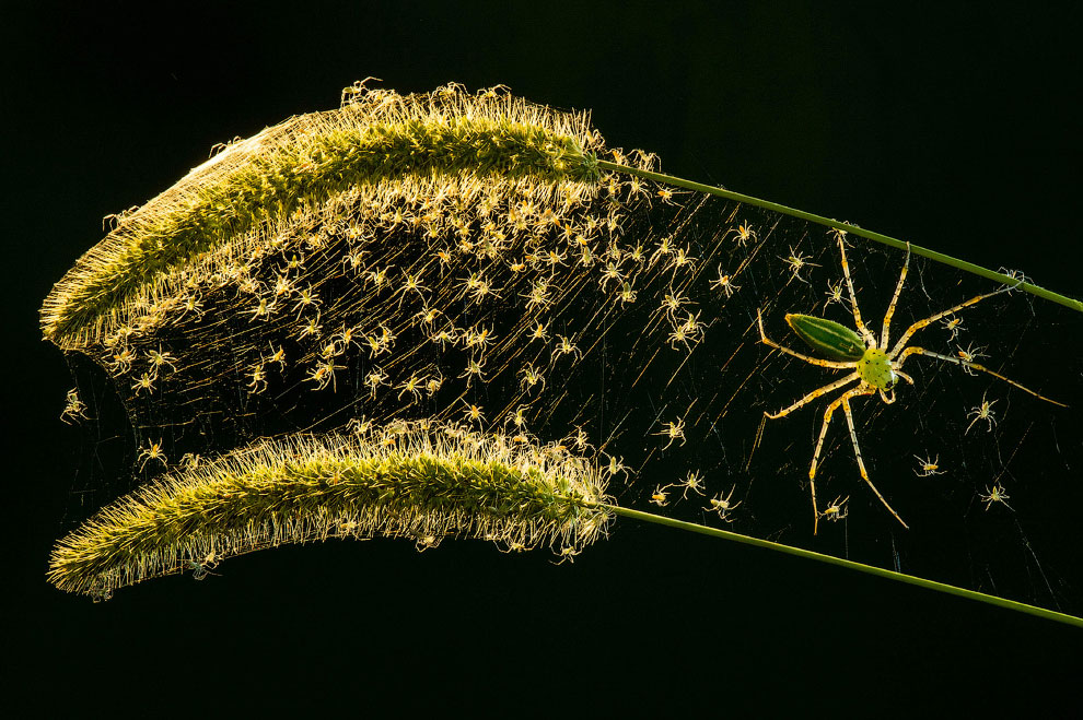 Победители фотоконкурса жуков Luminar Bug Photographer 2020