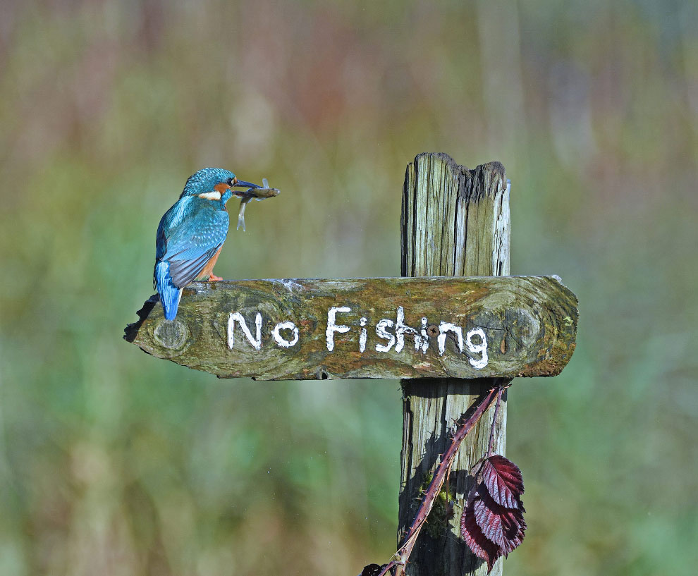 ÐÐ¾Ð±ÐµÐ´Ð¸ÑÐµÐ»Ð¸ ÑÐ¾ÑÐ¾ÐºÐ¾Ð½ÐºÑÑÑÐ° Comedy Wildlife Photography Awards 2020