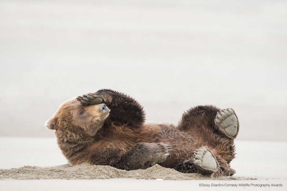 Победители фотоконкурса Comedy Wildlife Photography Awards 2020