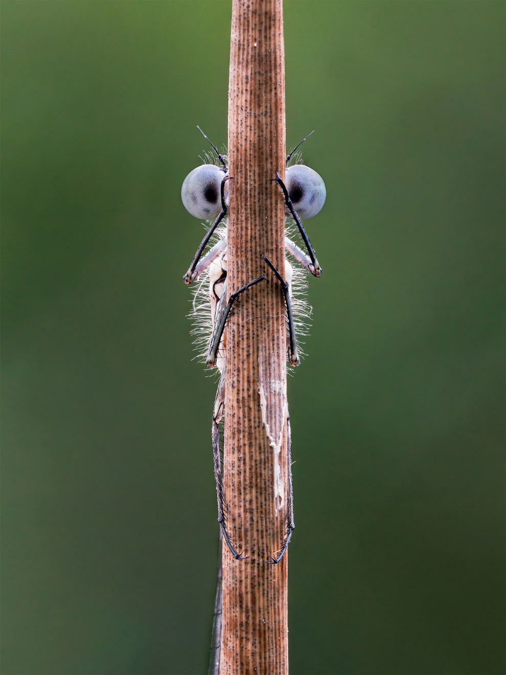 ÐÐ¾Ð±ÐµÐ´Ð¸ÑÐµÐ»Ð¸ ÑÐ¾ÑÐ¾ÐºÐ¾Ð½ÐºÑÑÑÐ° Comedy Wildlife Photography Awards 2020