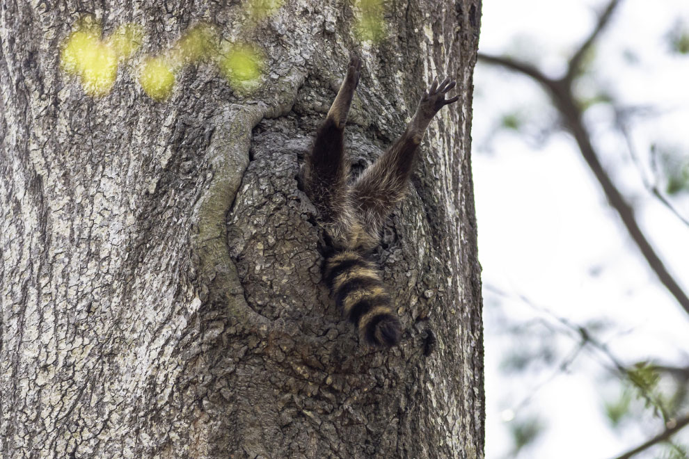 Победители фотоконкурса Comedy Wildlife Photography Awards 2020