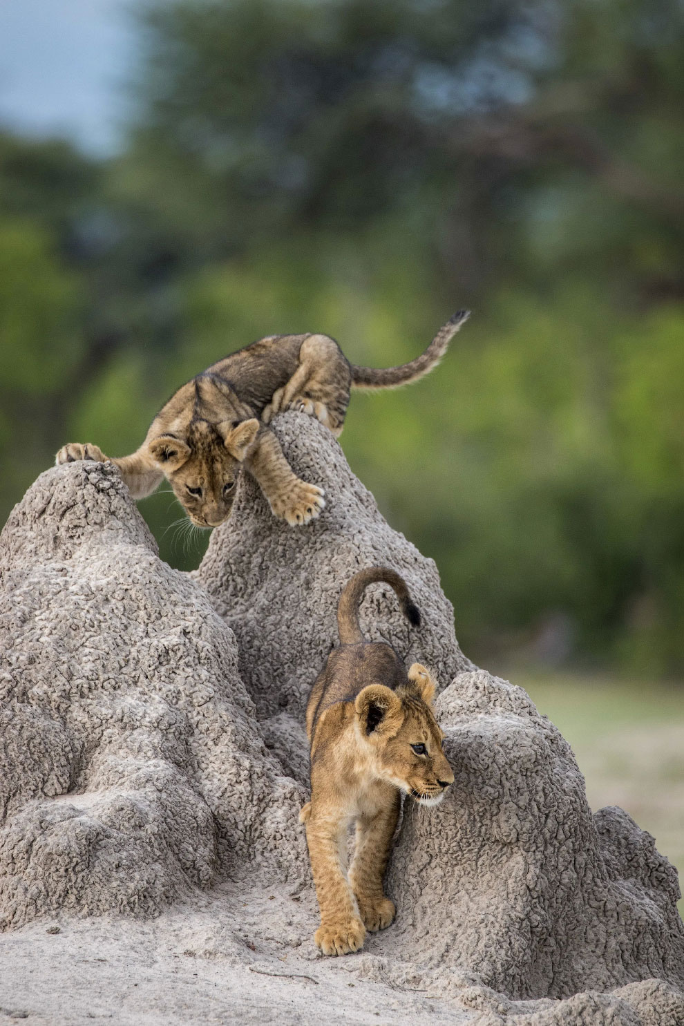 Победители фотоконкурса Comedy Wildlife Photography Awards 2020