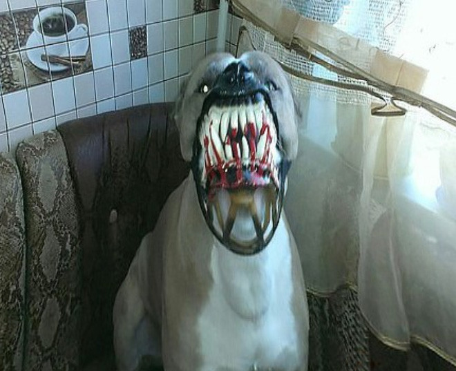 Жутковатый намордник для собак на Хэллоуин