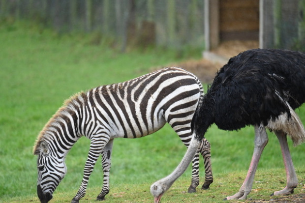 В Британии страуса \"выселяют\" из сафари-парка – он считает себя зеброй. ФОТО