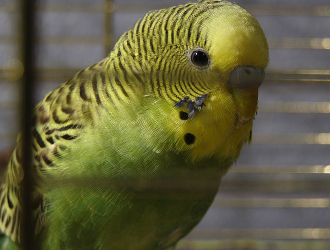 "Они все ругались": В английском парке дикой природы расселили попугаев