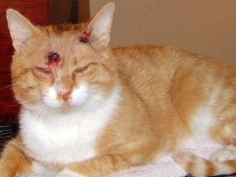 Кошка выжила после девяти пулевых ранений