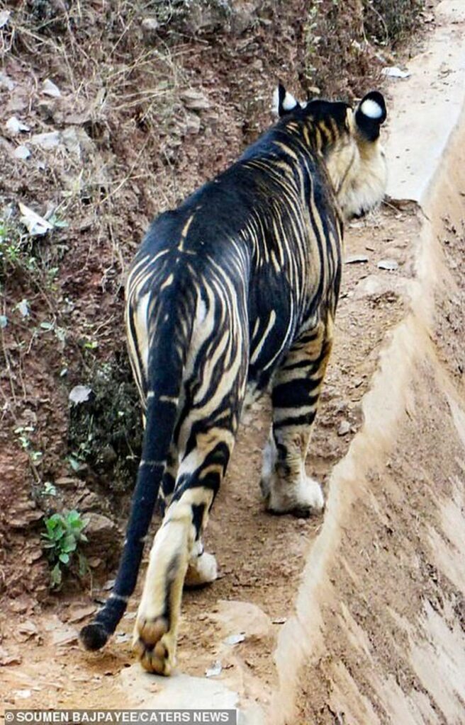 В Индии засняли уникального черного тигра. Фото