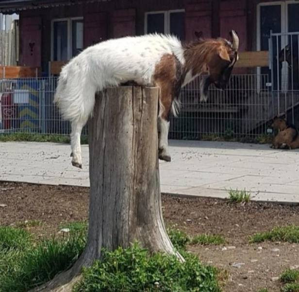 Домашние животные, которые попали в неловкое положение