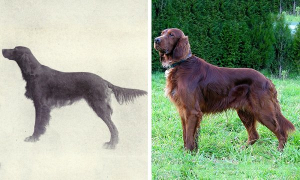 Популярные породы собак 100 лет назад на снимках