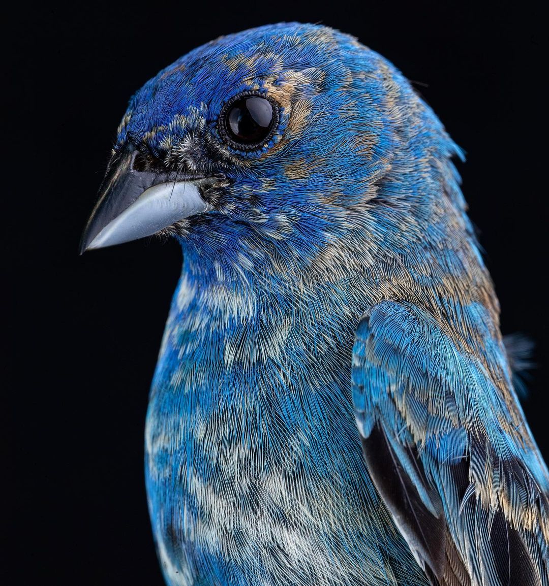 Красота птиц на снимках Шона Грассера