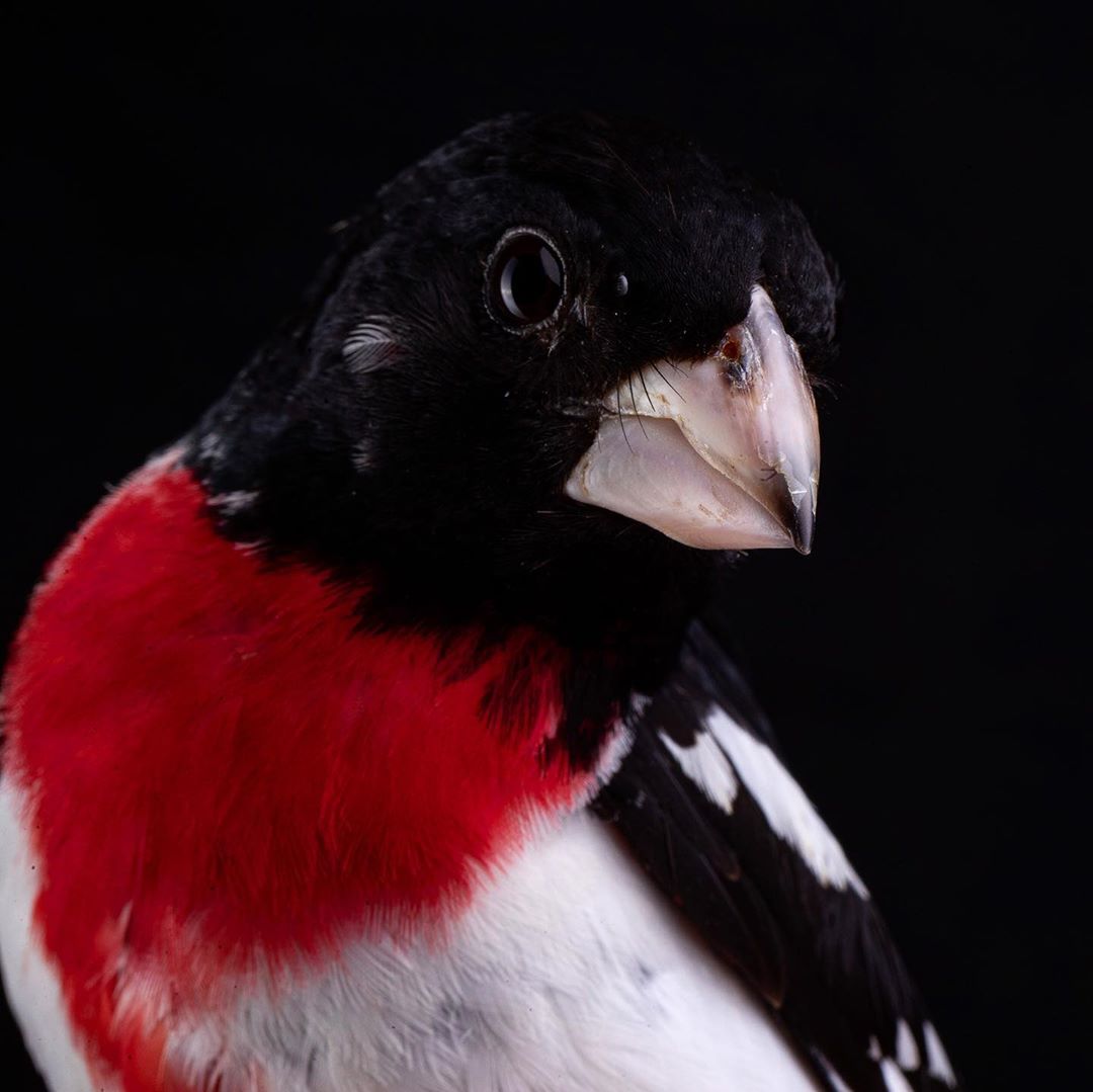 Красота птиц на снимках Шона Грассера