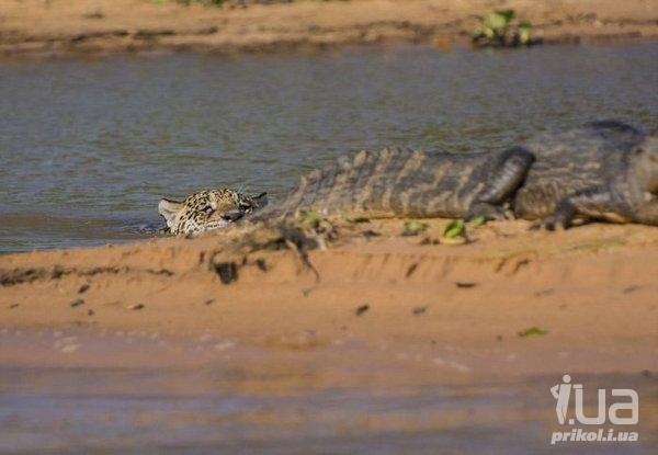 Невероятная охота леопарда на крокодила.ФОТО