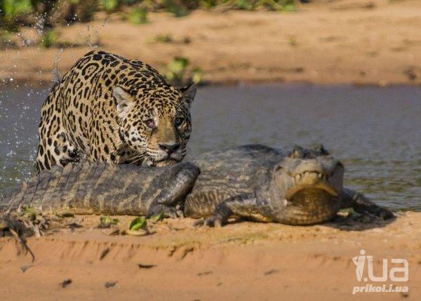 Невероятная охота леопарда на крокодила.ФОТО