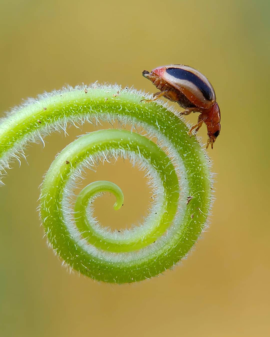 Фотограф из Индии снимает впечатляющие портреты насекомых. ФОТО
