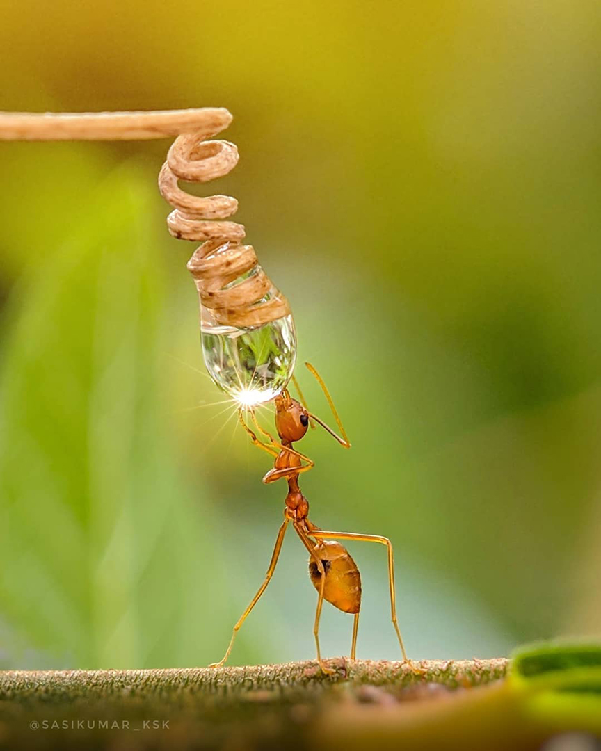 Фотограф из Индии снимает впечатляющие портреты насекомых. ФОТО