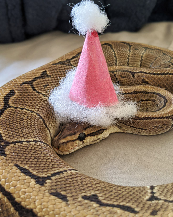 Интернет-сообщество людей, которым нравится делать шляпки для змей