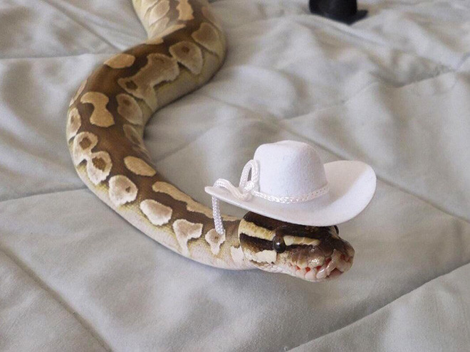 Интернет-сообщество людей, которым нравится делать шляпки для змей