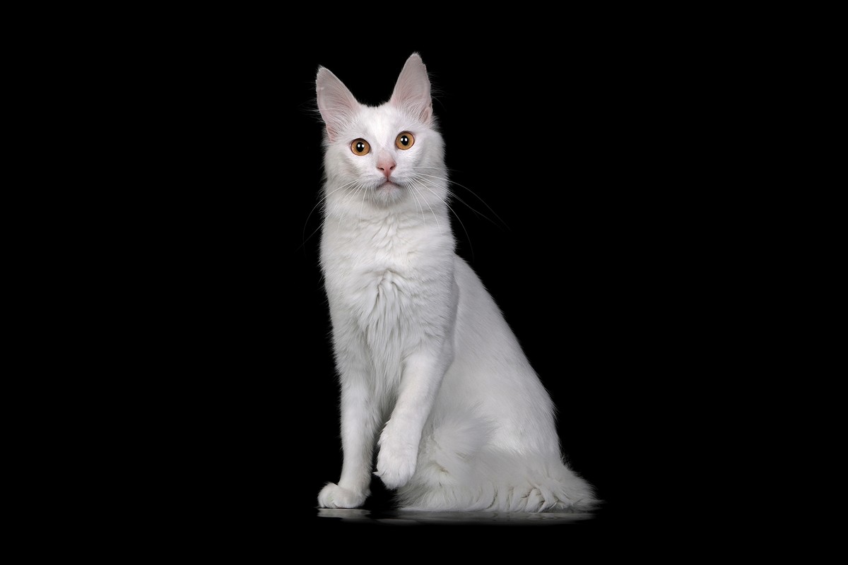 Портретные снимки котиков от Светланы Воскресенской