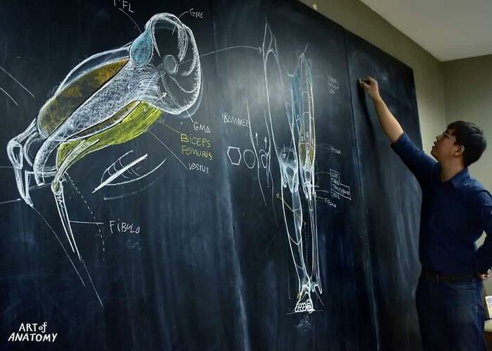 Учитель анатомии прославился благодаря рисункам на доске - фото с его уроков выглядят как снимки из музея человеческого тела. ФОТО