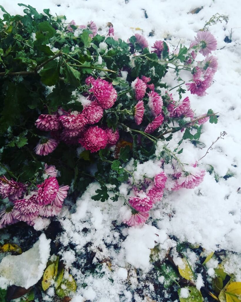 Цветы в снегу: аномальная погода в Украине в ярких снимках. Фото