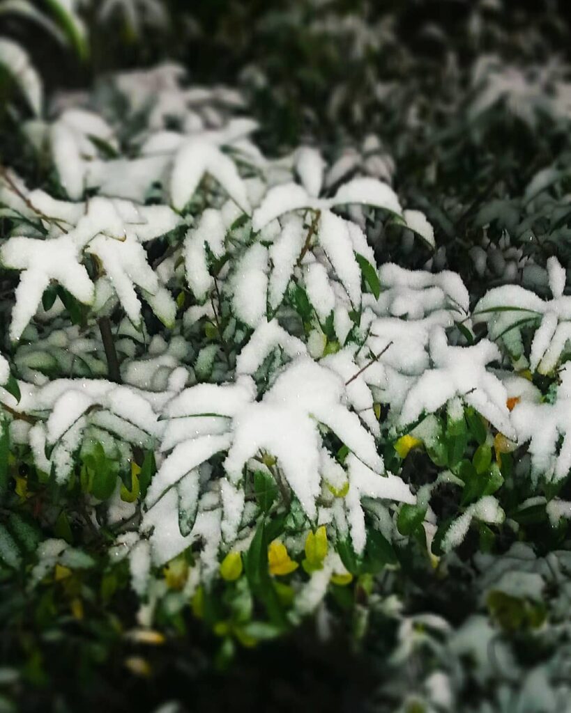 Цветы в снегу: аномальная погода в Украине в ярких снимках. Фото