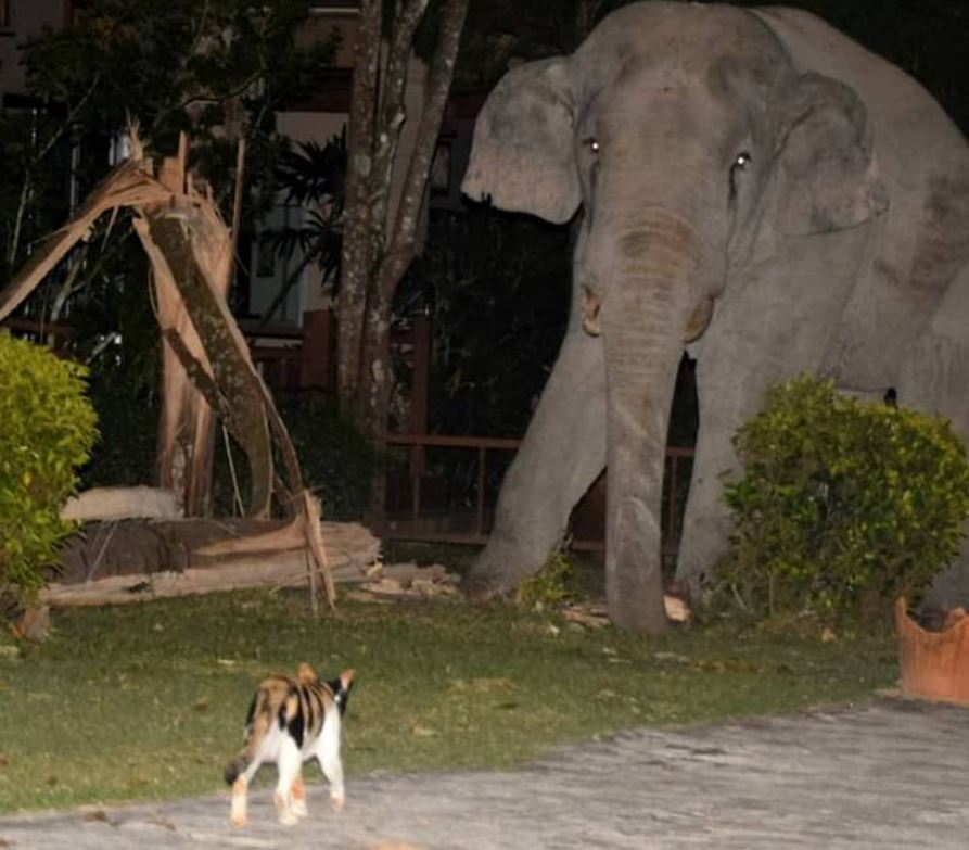 Боевой кот прогнал слона со своей территории. ФОТО